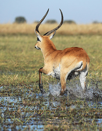 Kafue NP