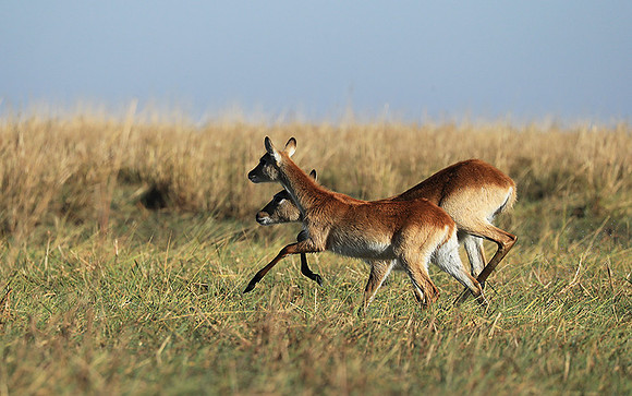 Kafue NP