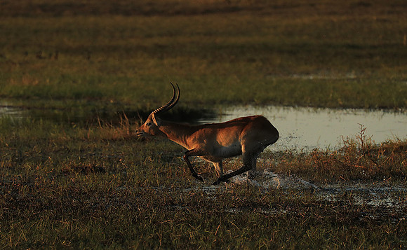 Kafue NP