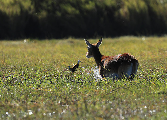 Kafue NP