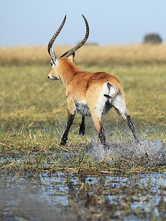 Kafue NP