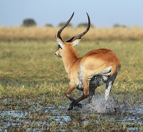 Kafue NP