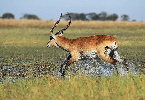 Kafue NP