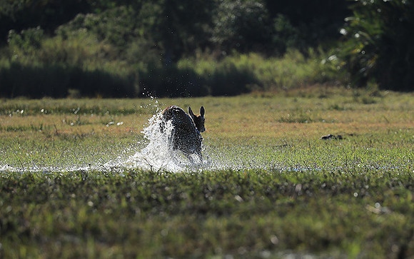 Kafue NP