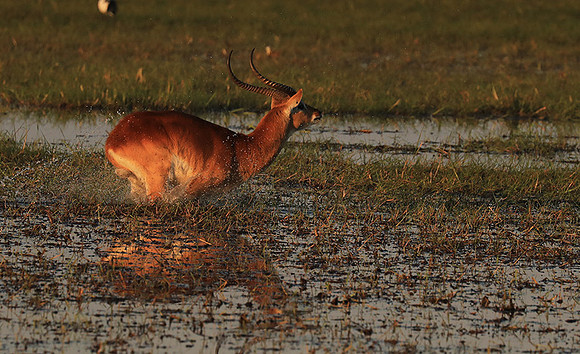 Kafue NP