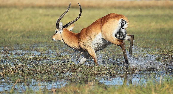 Kafue NP