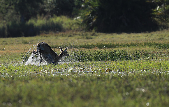 Kafue NP