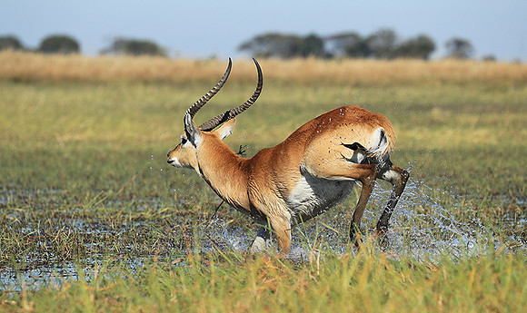 Kafue NP