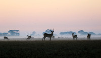 Lechwes in morning mist - Kafue NP
