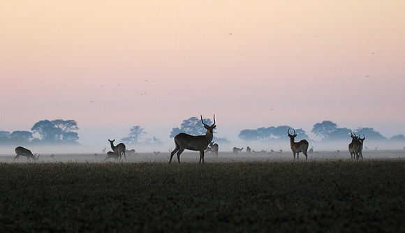 Lechwes in morning mist - Kafue NP