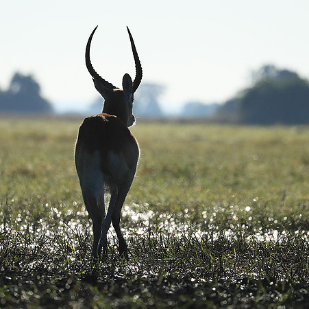 Kafue NP