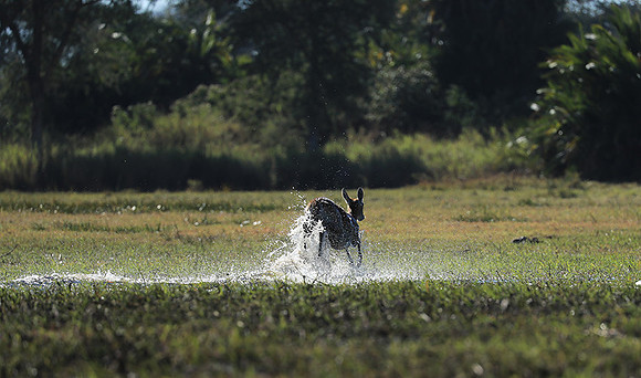 Kafue NP