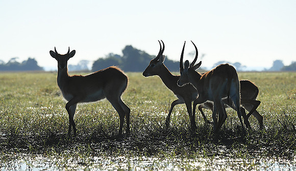 Kafue NP
