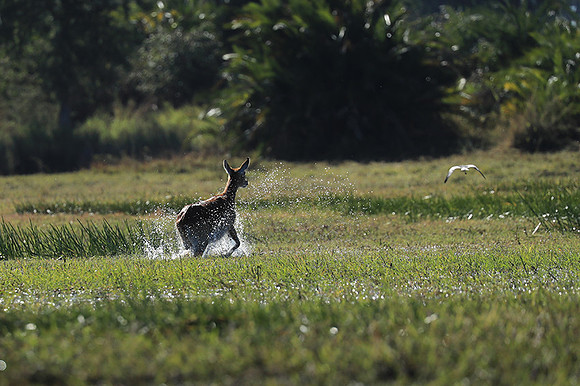 Kafue NP