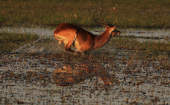 Kafue NP