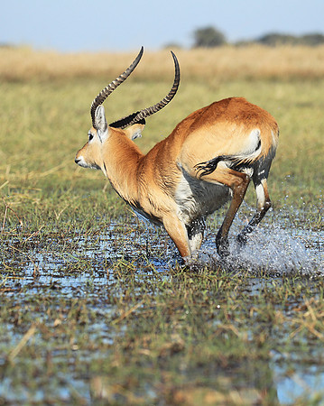 Kafue NP