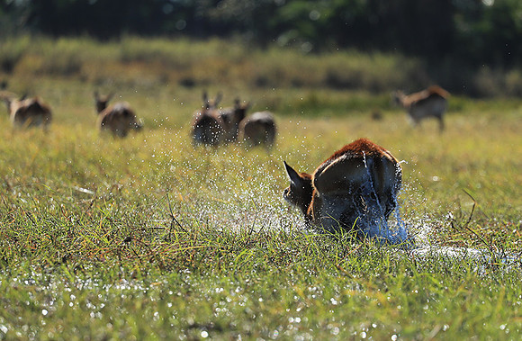 Kafue NP