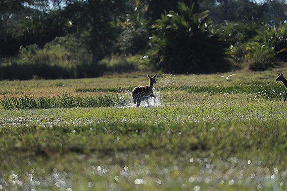 Kafue NP