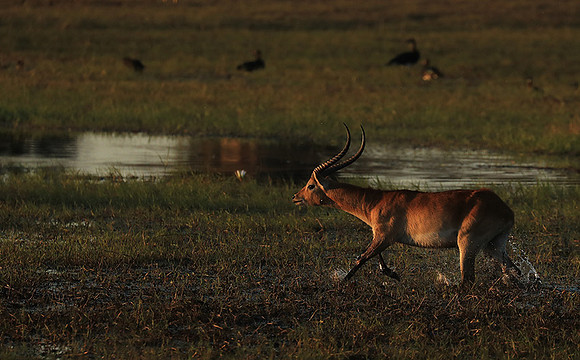 Kafue NP