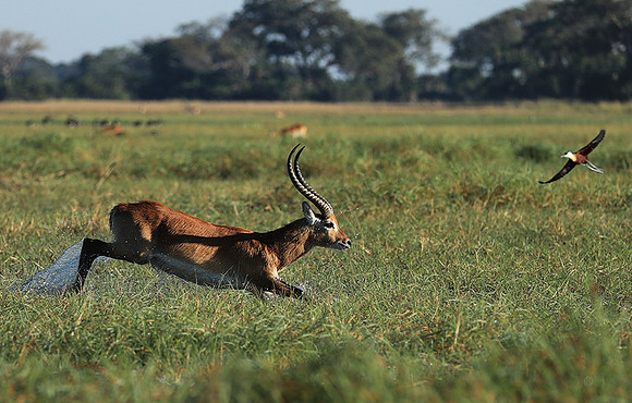 Kafue NP