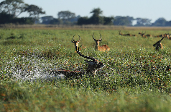 Kafue NP