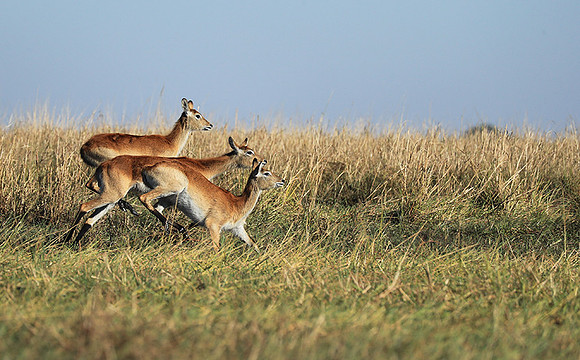 Kafue NP