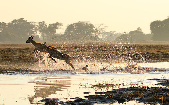 Kafue NP