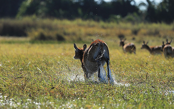 Kafue NP