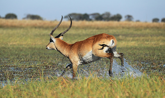 Kafue NP