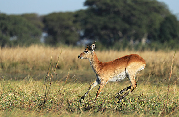 Kafue NP