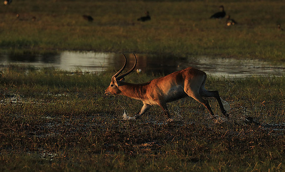 Kafue NP