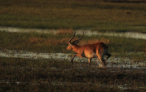 Kafue NP