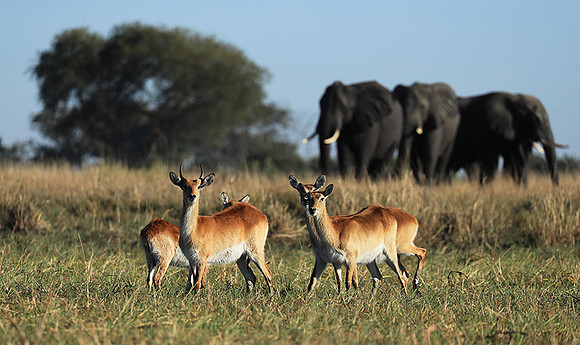 Kafue NP