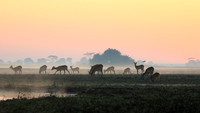 Lechwes in morning mist - Kafue NP