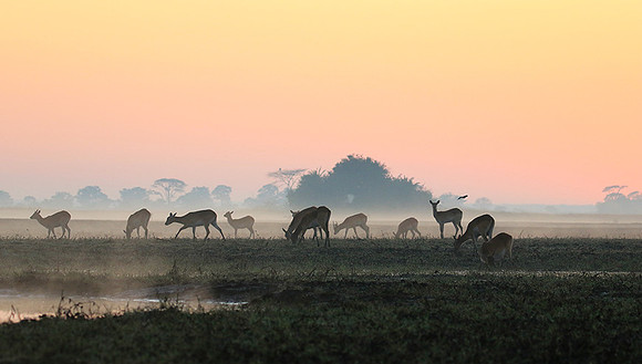 Lechwes in morning mist - Kafue NP
