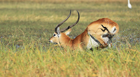 Kafue NP