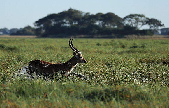 Kafue NP