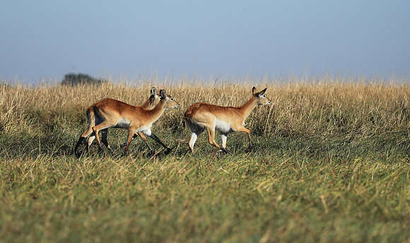 Kafue NP