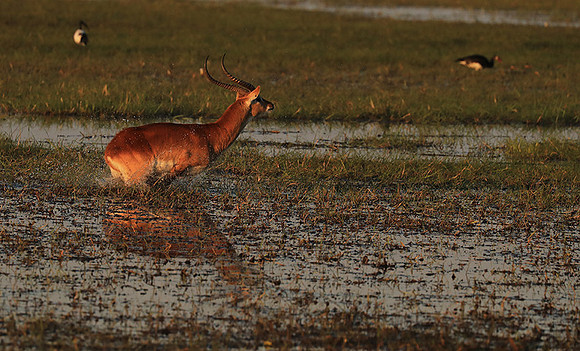 Kafue NP