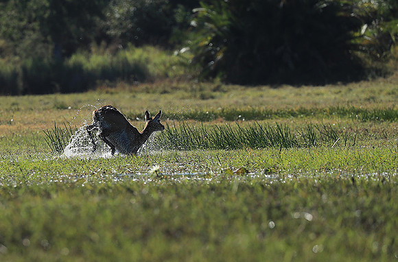 Kafue NP