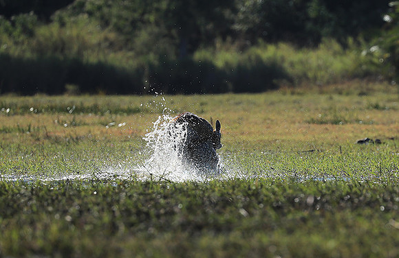 Kafue NP