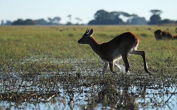 Kafue NP