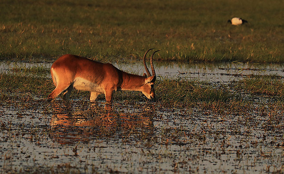 Kafue NP