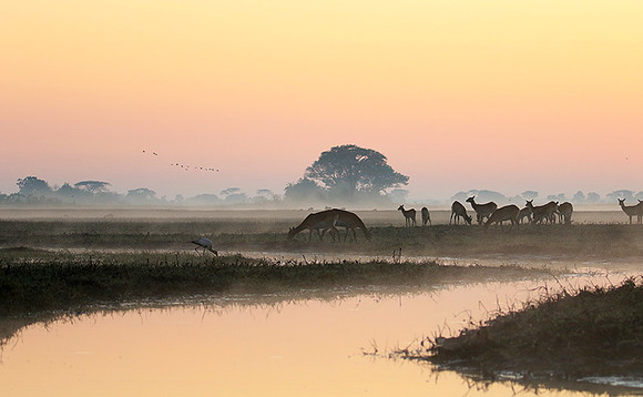 Lechwes in morning mist - Kafue NP