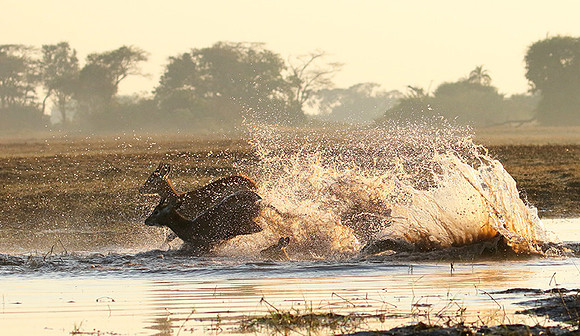 Kafue NP