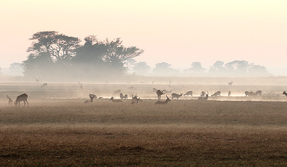 Lechwes in morning mist - Kafue NP