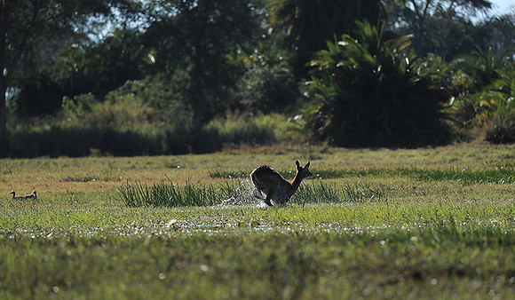 Kafue NP