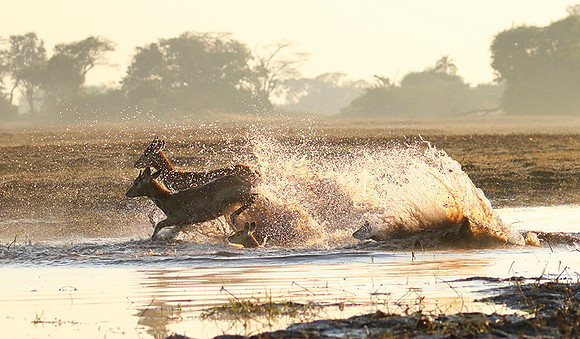 Kafue NP