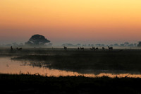 Lechwes in morning mist - Kafue NP