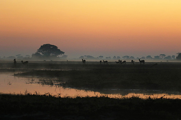 Lechwes in morning mist - Kafue NP